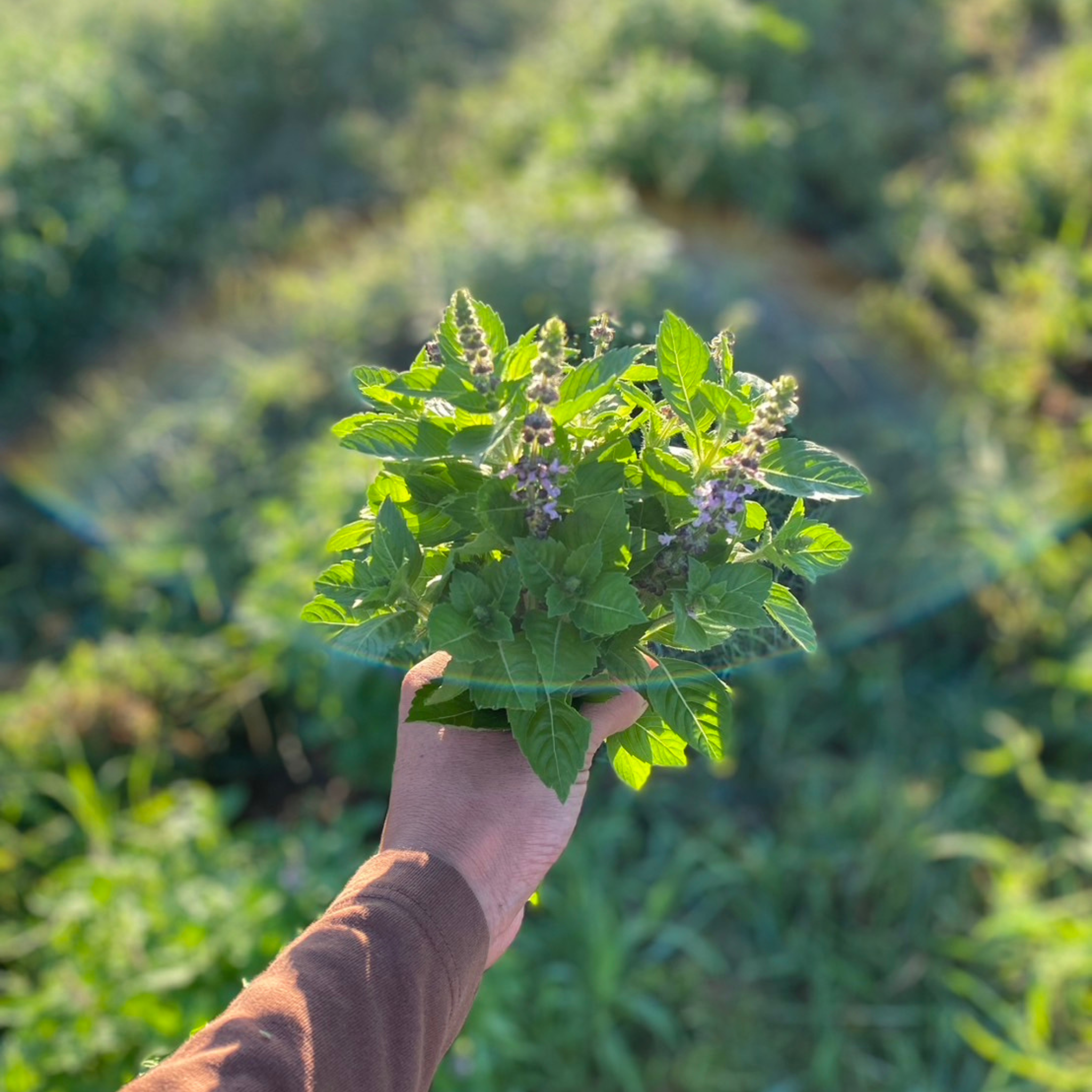 ホーリーバジル