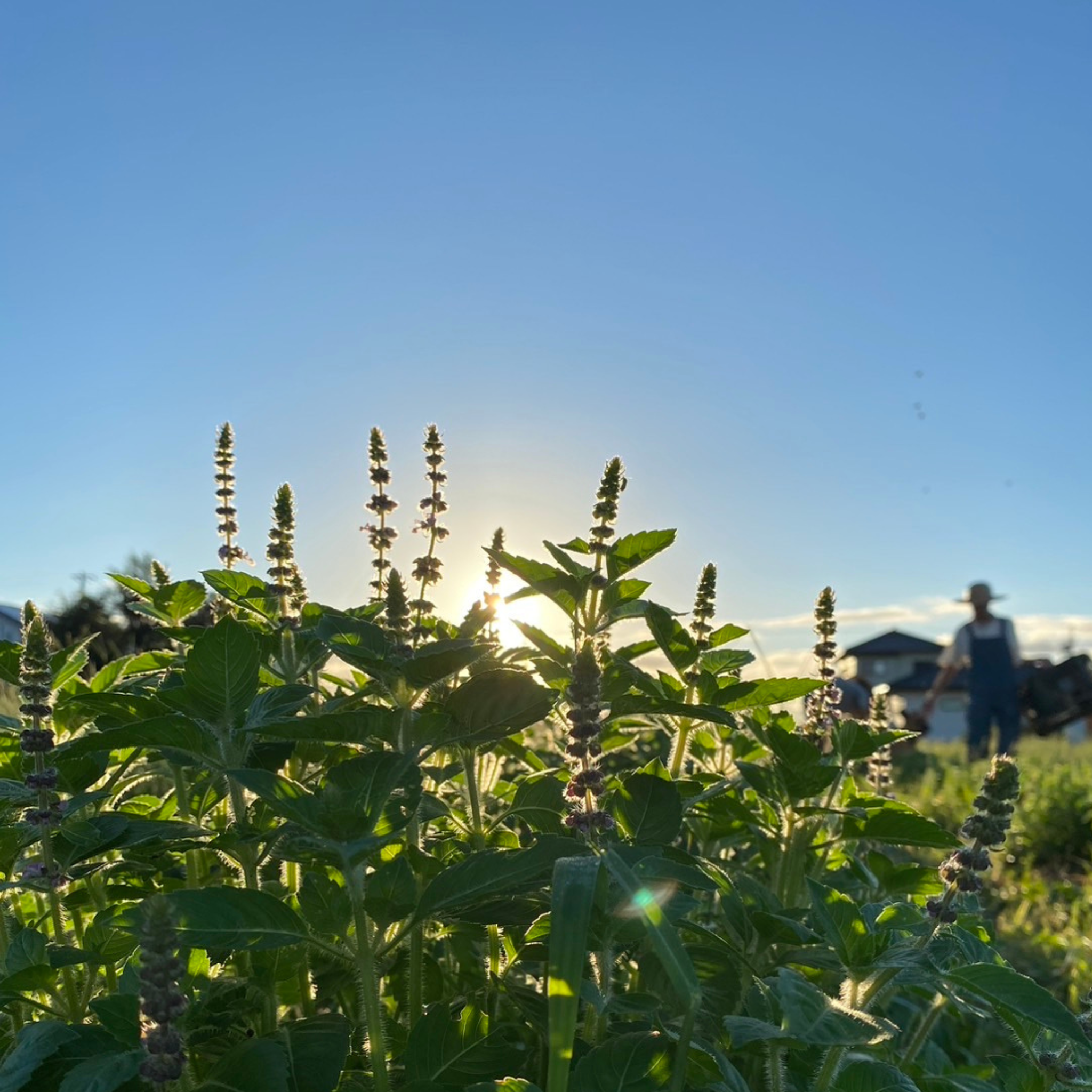 ホーリーバジル